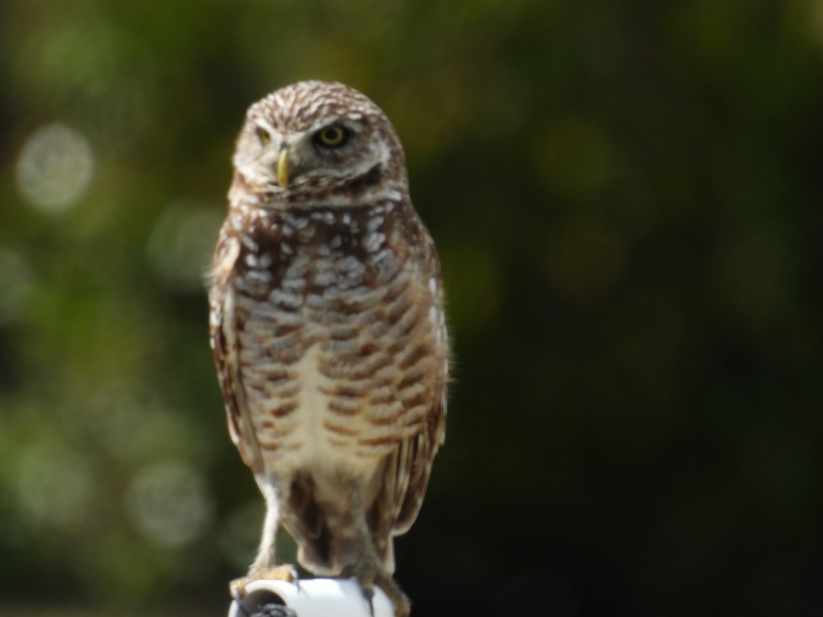 Burrowing Owl - ML618589304