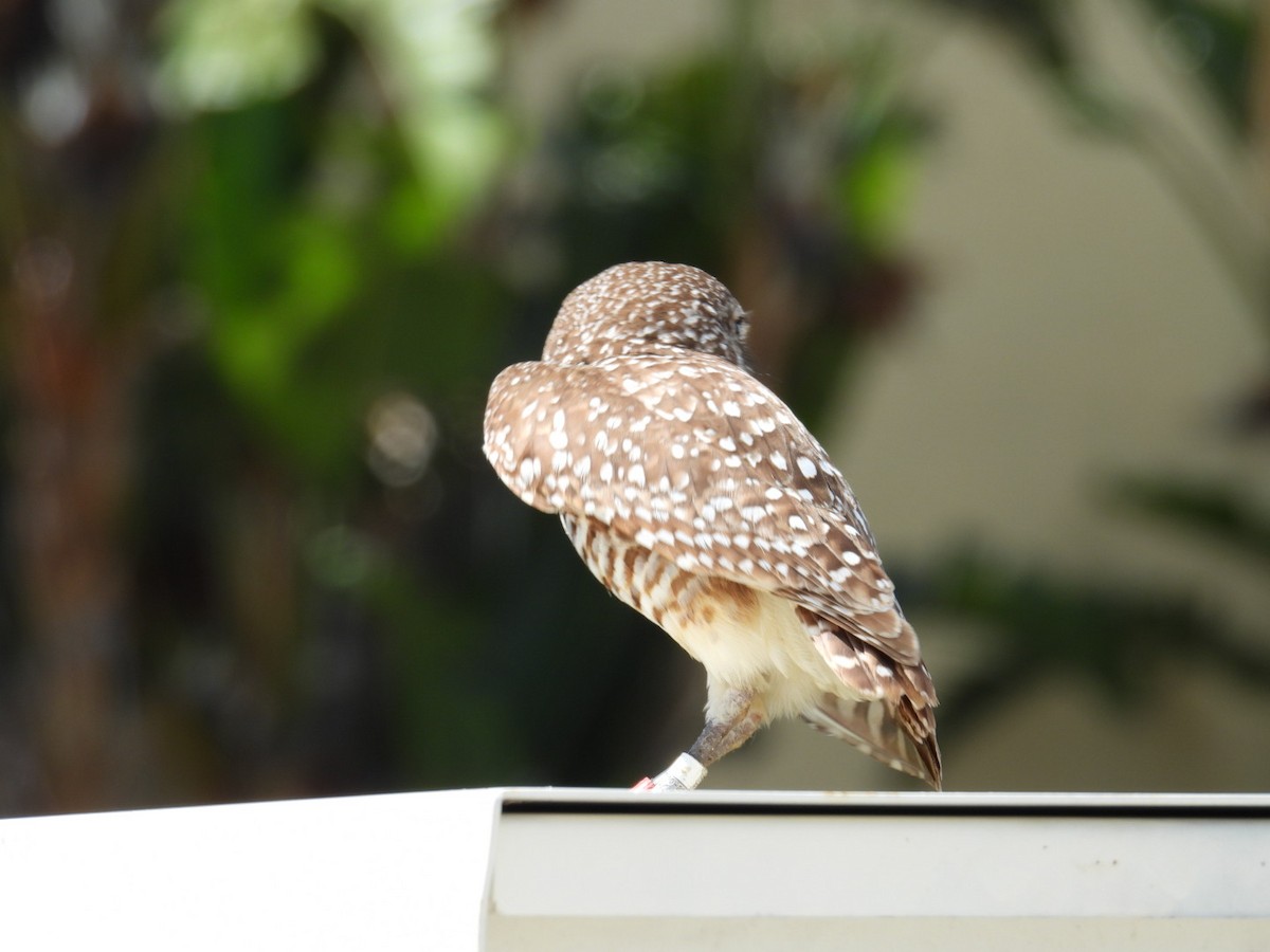 Burrowing Owl - ML618589306