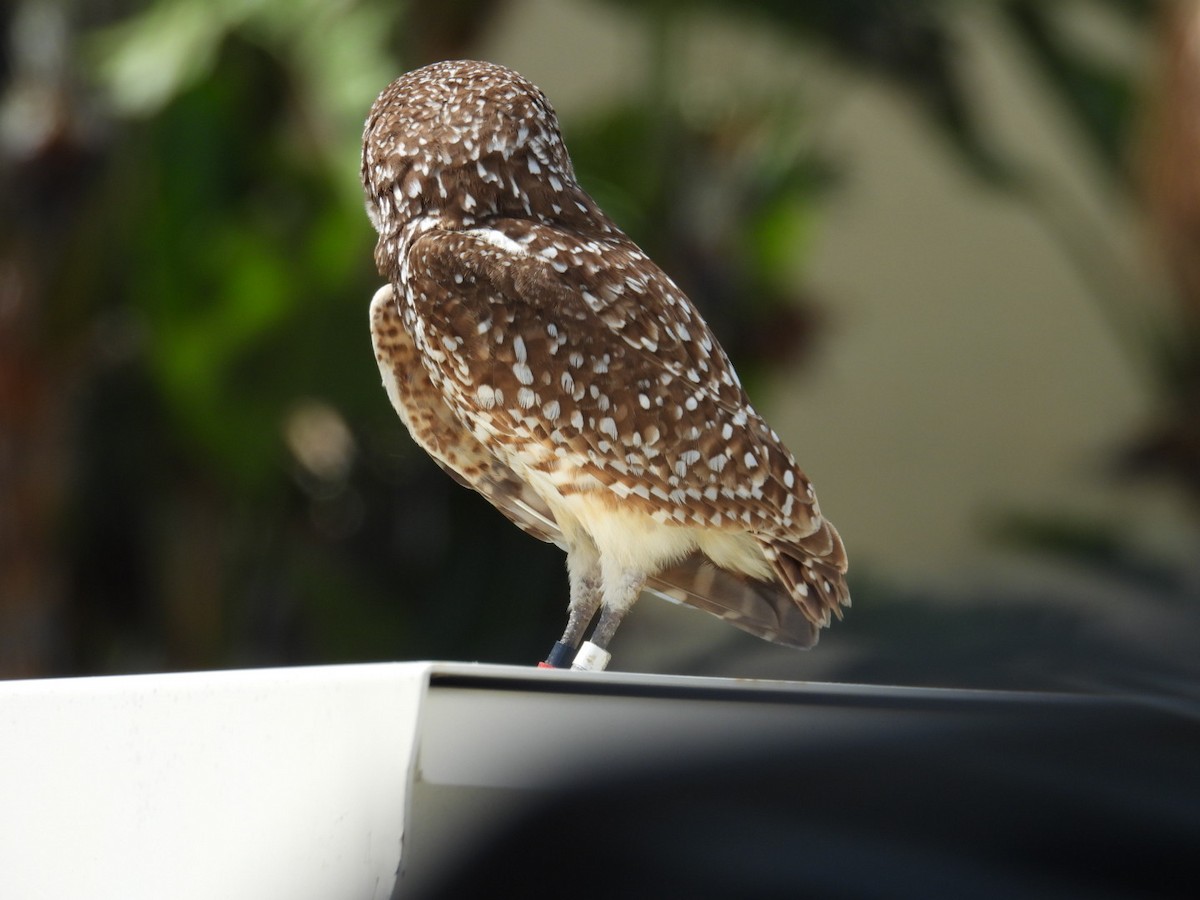 Burrowing Owl - ML618589307
