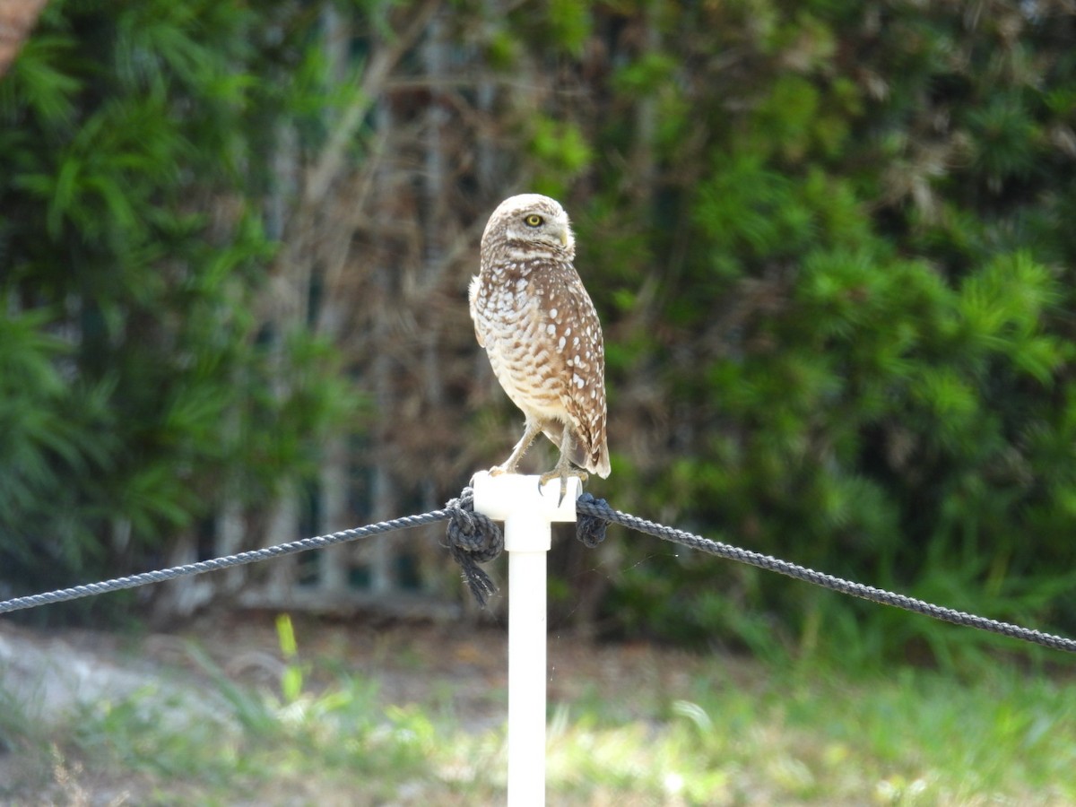 Burrowing Owl - ML618589308