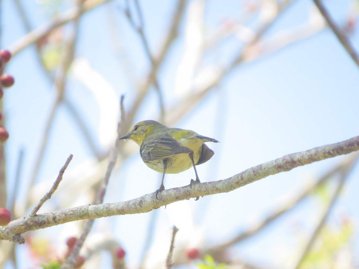 Cape May Warbler - ML618589340