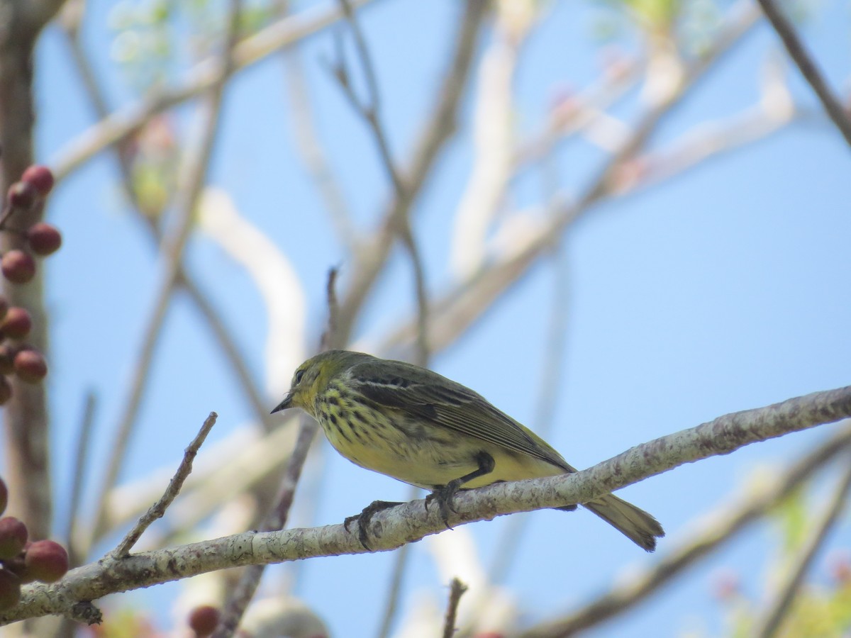 Cape May Warbler - ML618589341