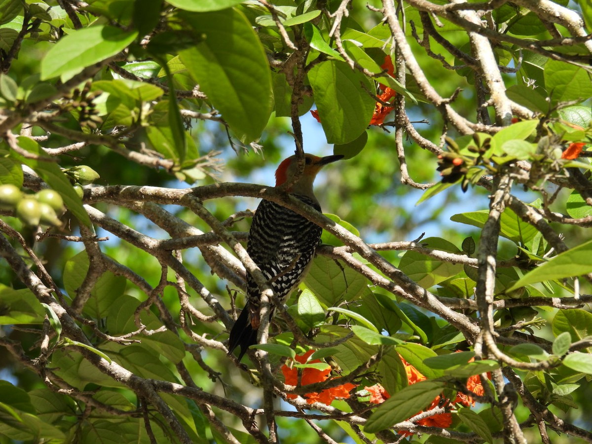Red-bellied Woodpecker - ML618589357