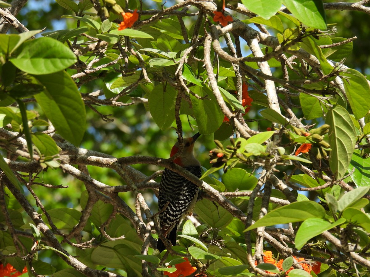 Red-bellied Woodpecker - ML618589358