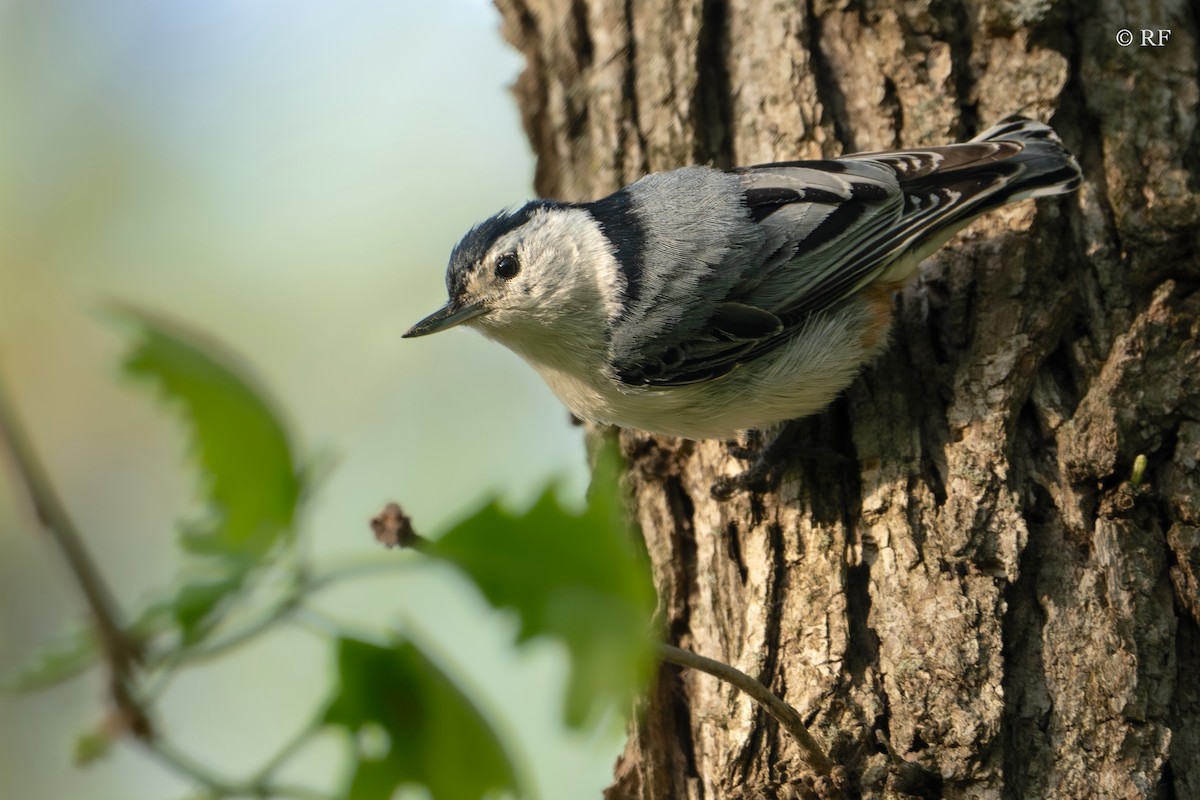 White-breasted Nuthatch (Eastern) - ML618589390