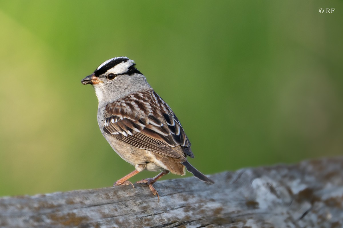 White-crowned Sparrow (Dark-lored) - ML618589395