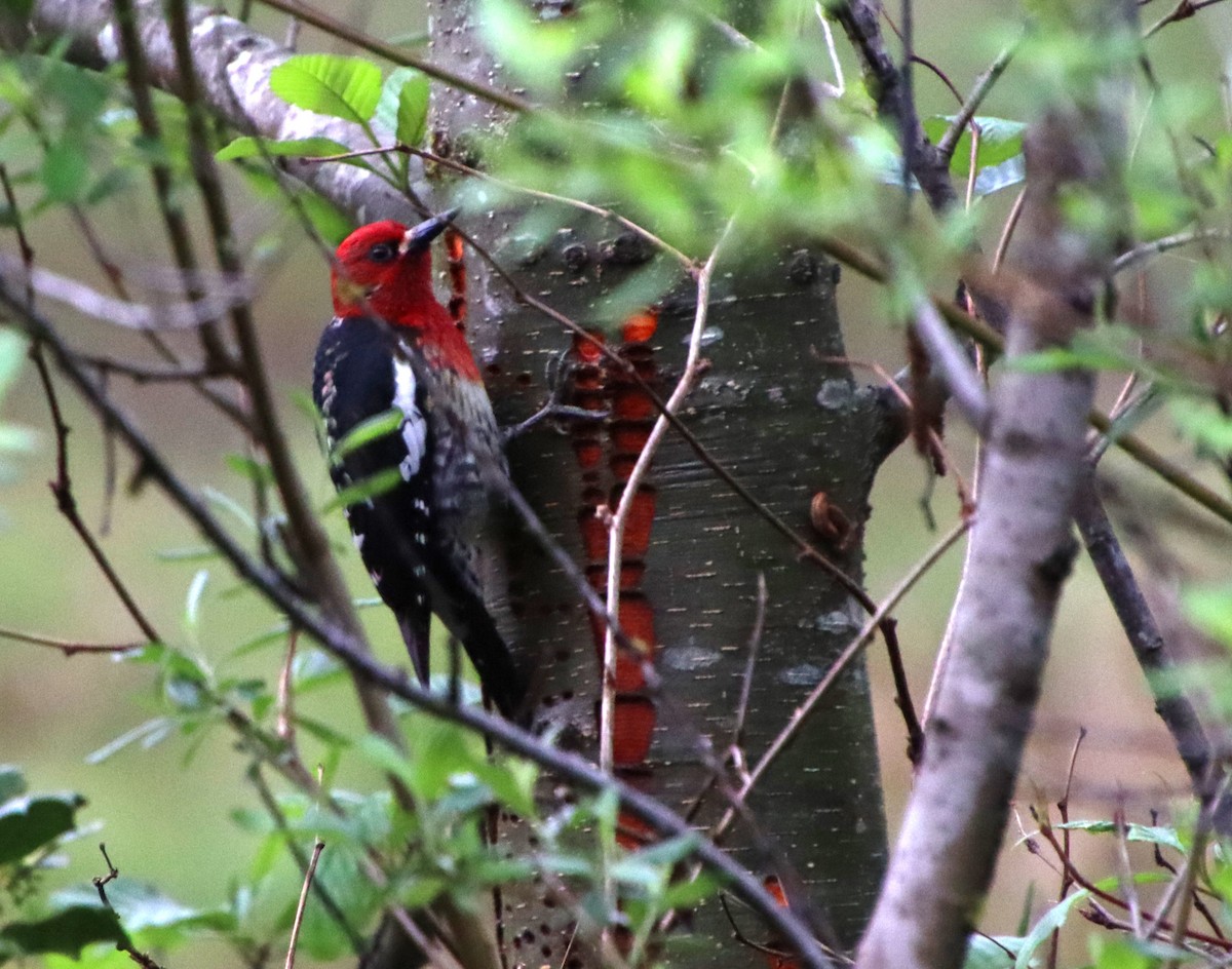 Red-breasted Sapsucker - ML618589397