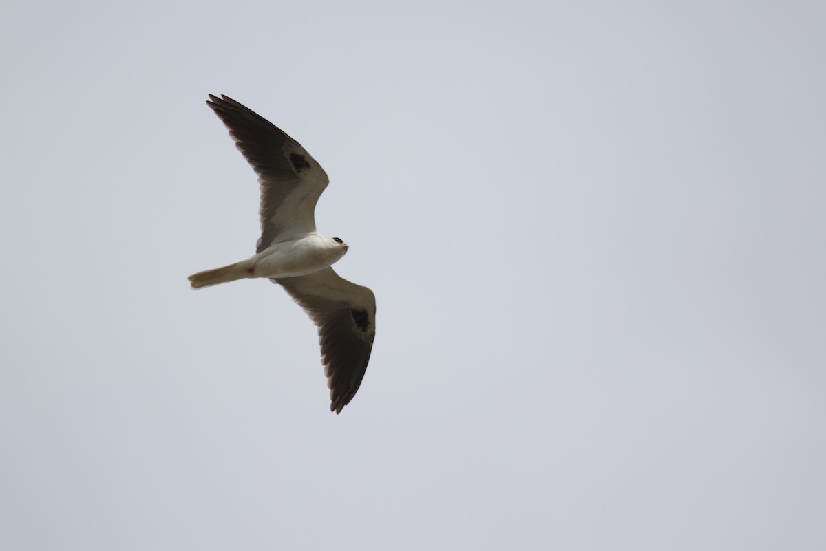 White-tailed Kite - ML618589464