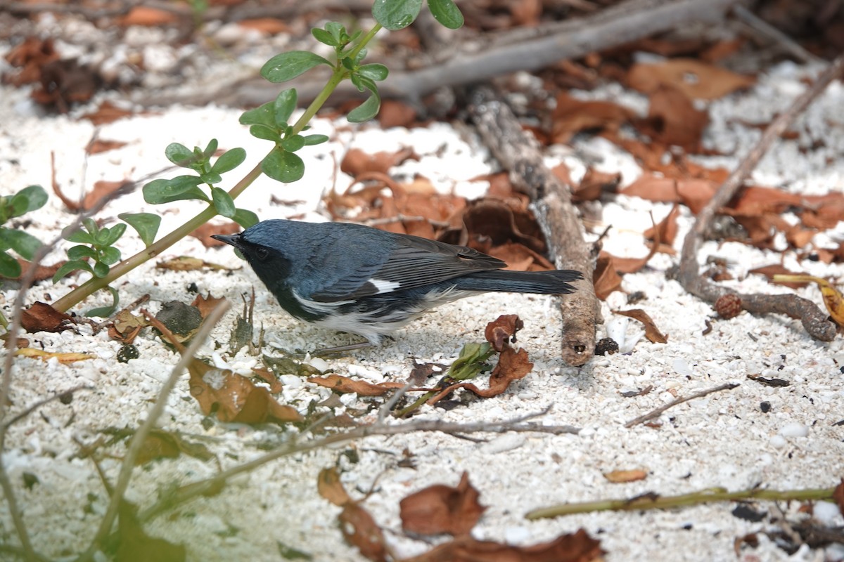 Black-throated Blue Warbler - ML618589474