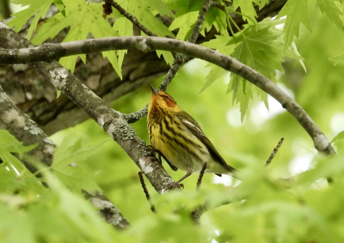 Cape May Warbler - ML618589519