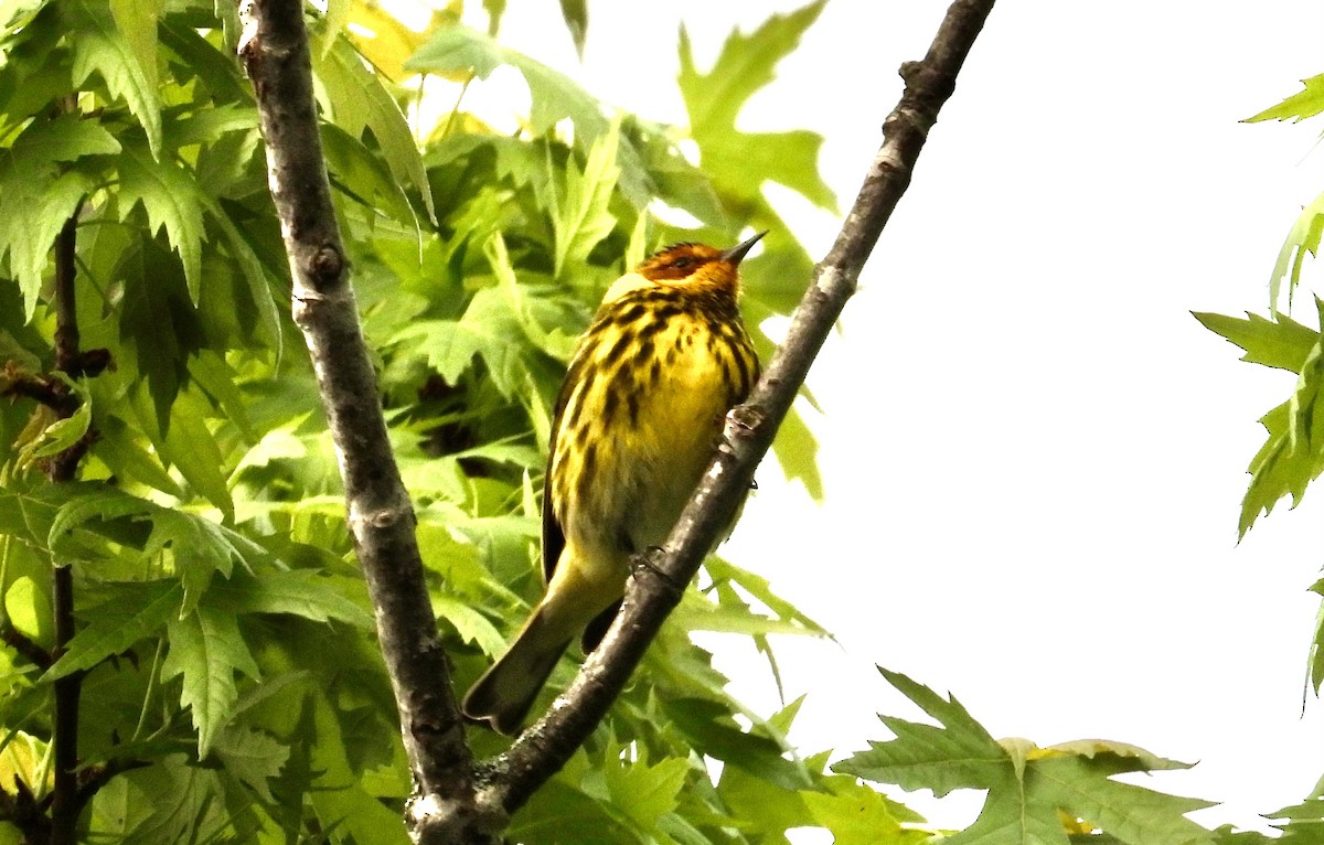 Cape May Warbler - ML618589520