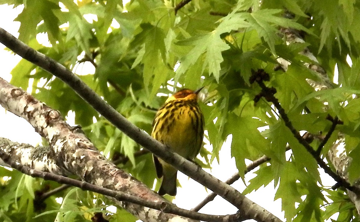 Cape May Warbler - ML618589521