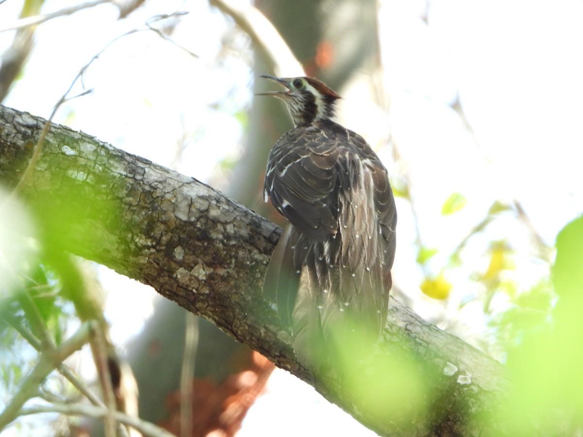 Pheasant Cuckoo - ML618589531
