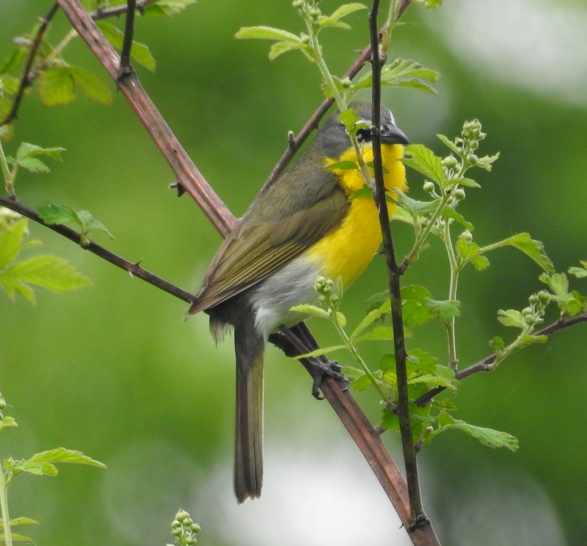 Yellow-breasted Chat - ML618589533