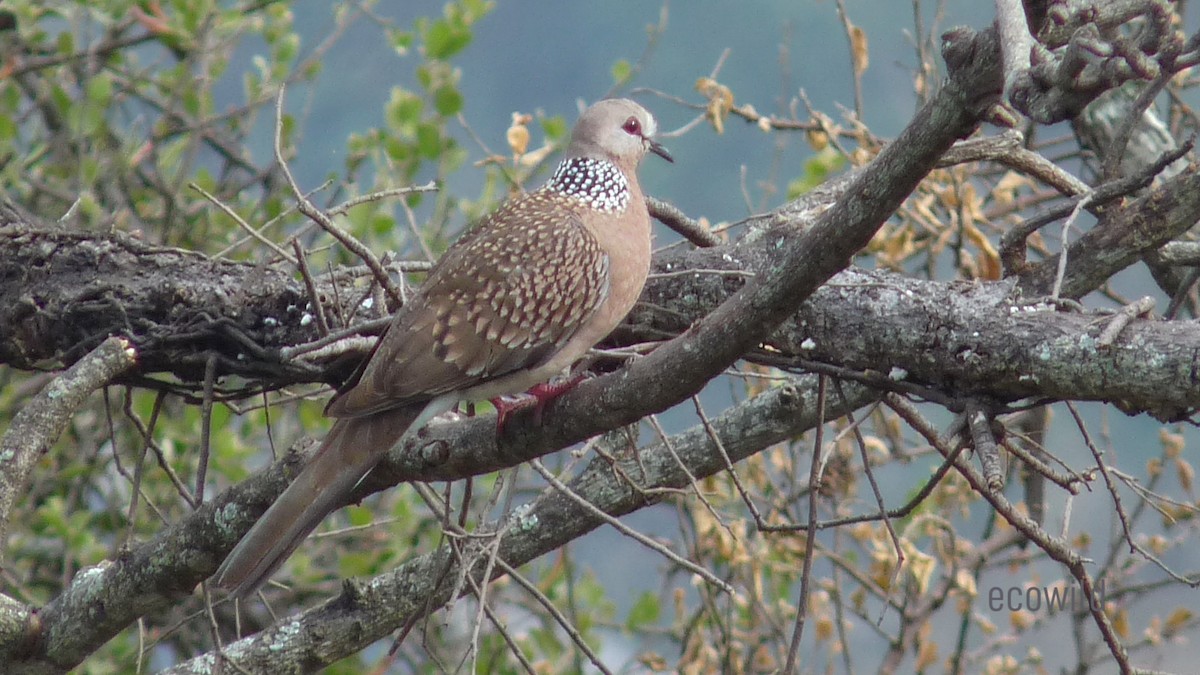 Spotted Dove - ML618589560