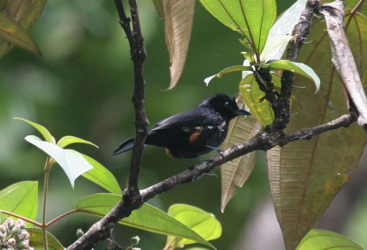 Fulvous-crested Tanager - ML618589564