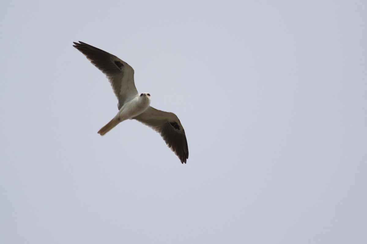 White-tailed Kite - ML618589628