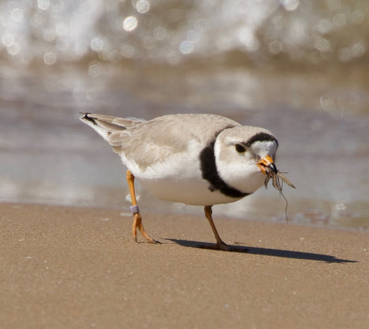 Piping Plover - ML618589679