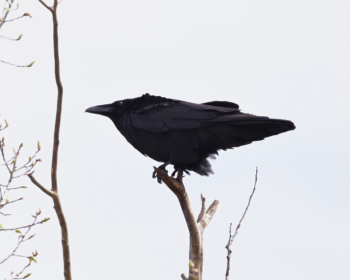 Common Raven - ML618589688