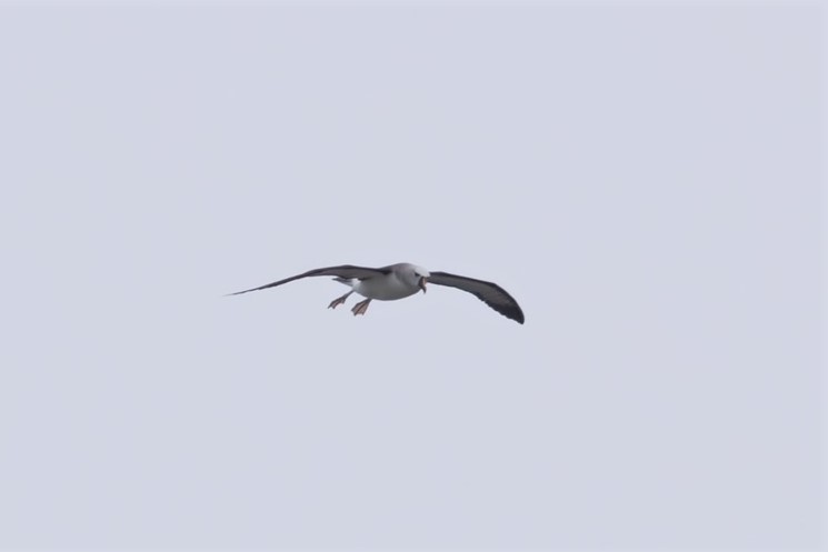 albatros pestrozobý - ML618589692