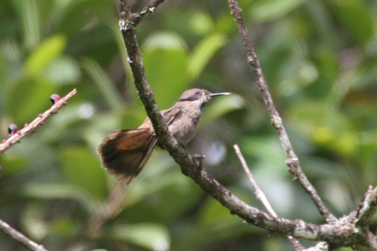 kolibřík fialovouchý - ML618589727