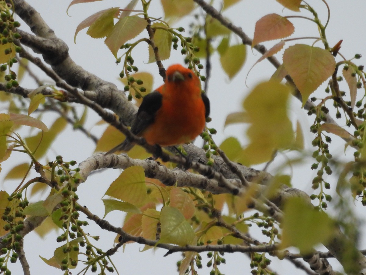 Scarlet Tanager - ML618589737