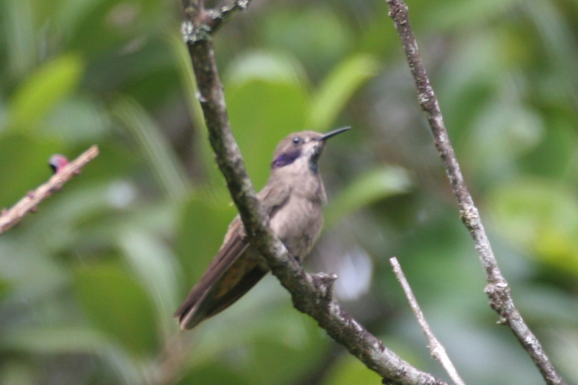 kolibřík fialovouchý - ML618589738