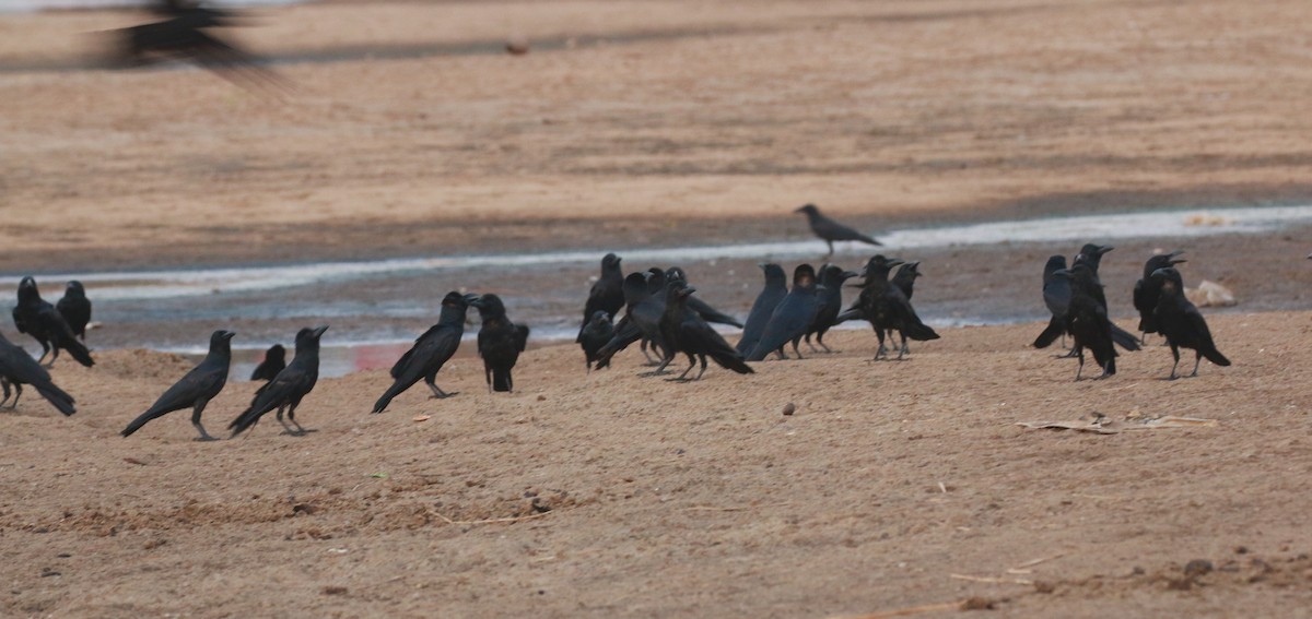 Large-billed Crow - shino jacob koottanad