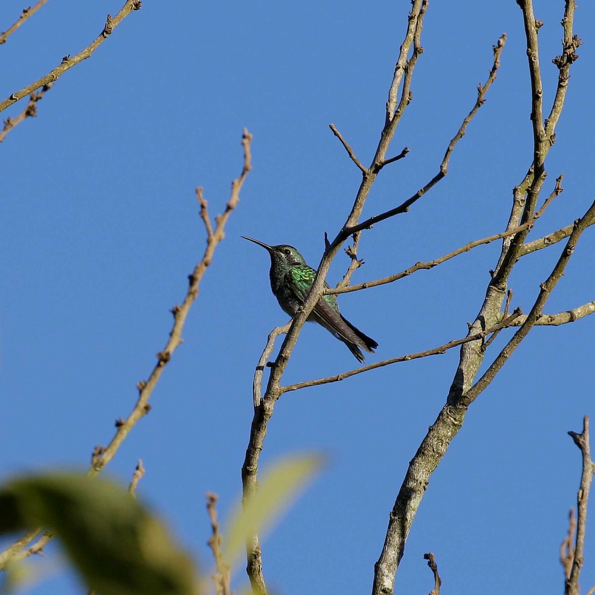 kolibřík ametystouchý - ML618589766