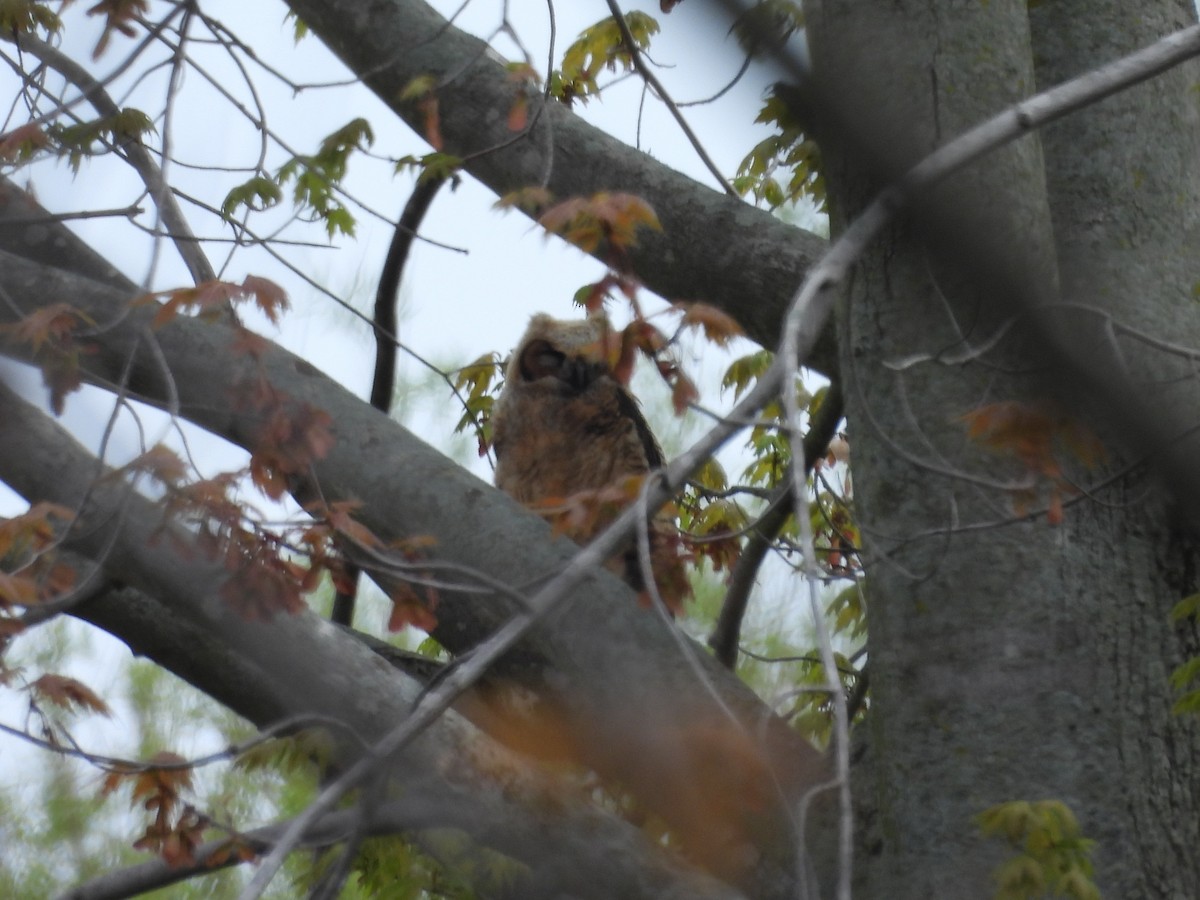 Great Horned Owl - ML618589777