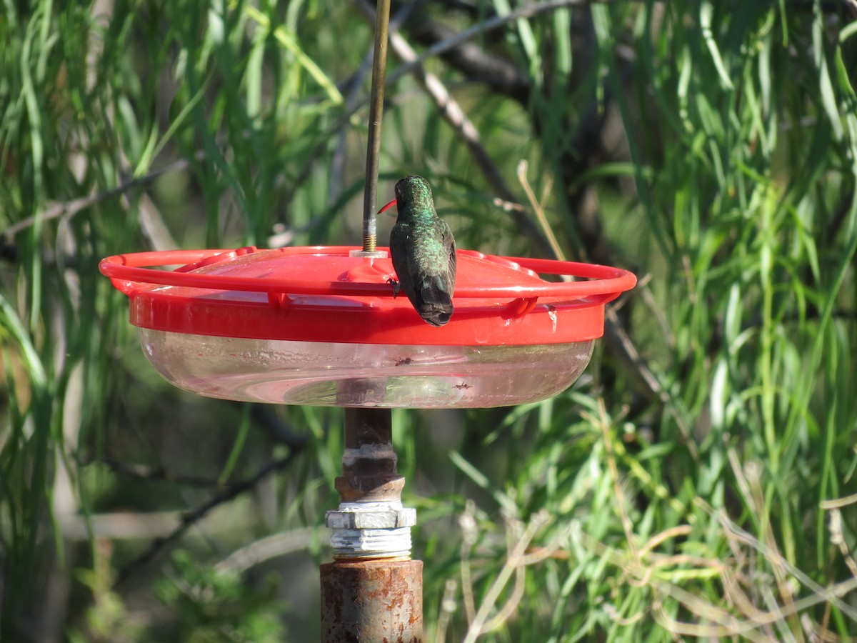 Broad-billed Hummingbird - ML618589783