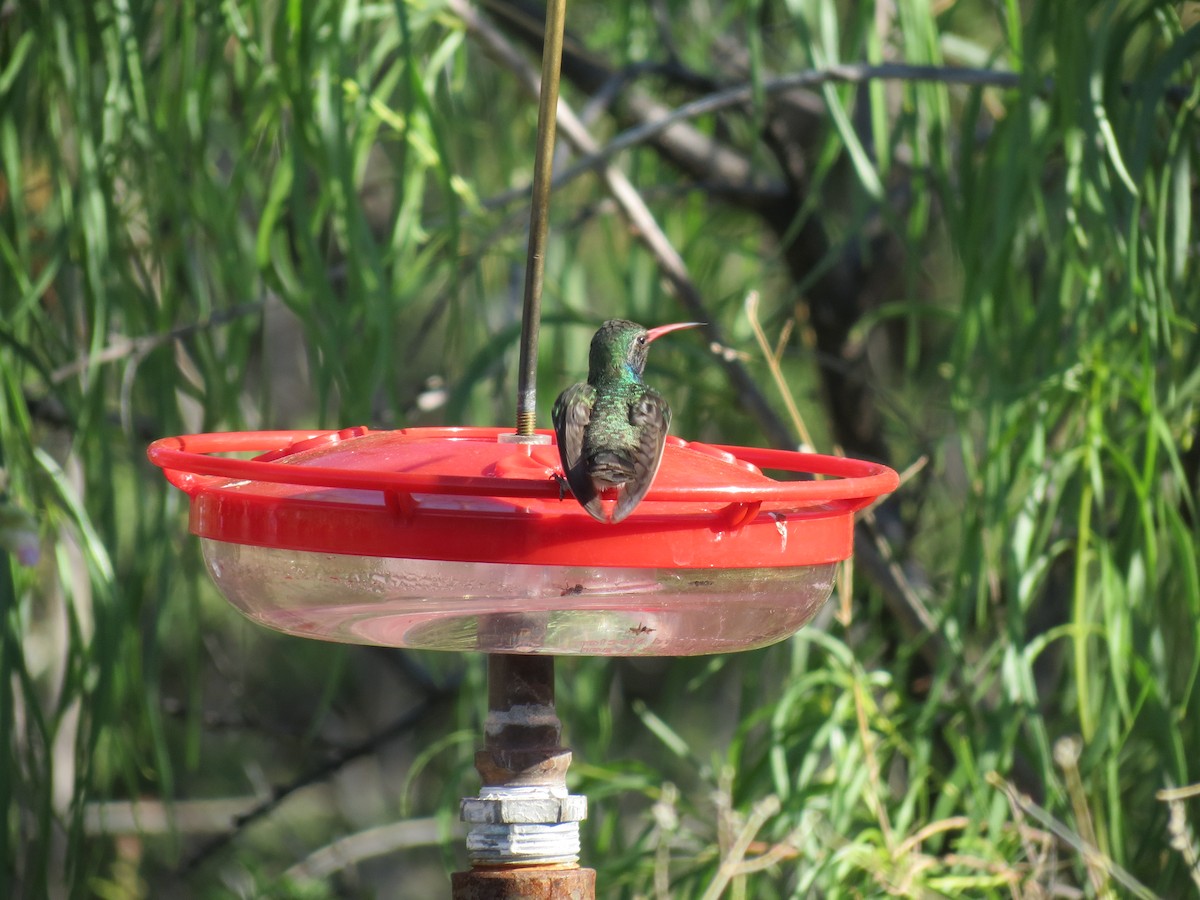 Broad-billed Hummingbird - Sam Holcomb
