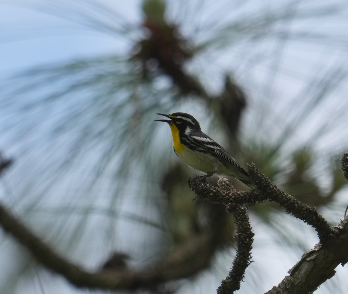 Yellow-throated Warbler - ML618589789