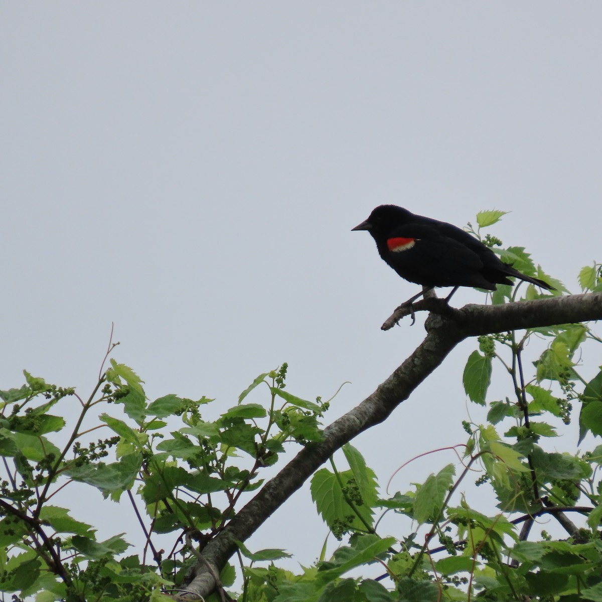 Red-winged Blackbird - ML618589810