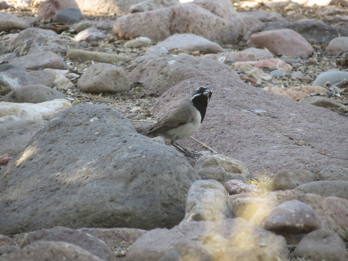 Black-throated Sparrow - ML618589858