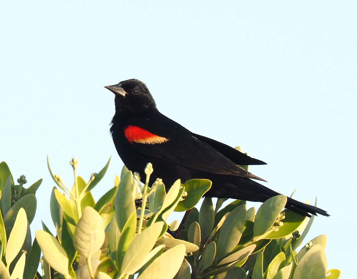 Red-winged Blackbird - Linda Rickerson