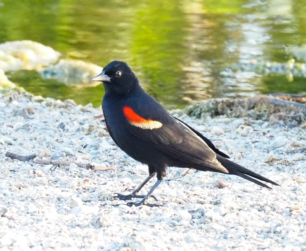 Red-winged Blackbird - ML618589864