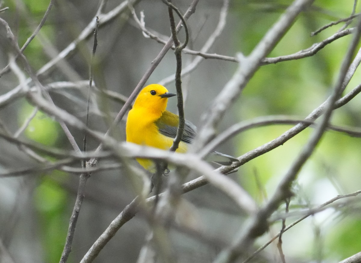 Prothonotary Warbler - ML618589866