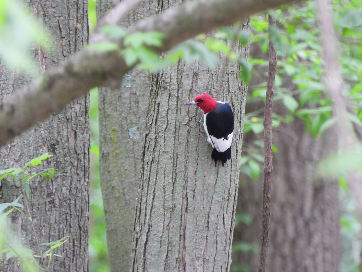 Red-headed Woodpecker - ML618589871