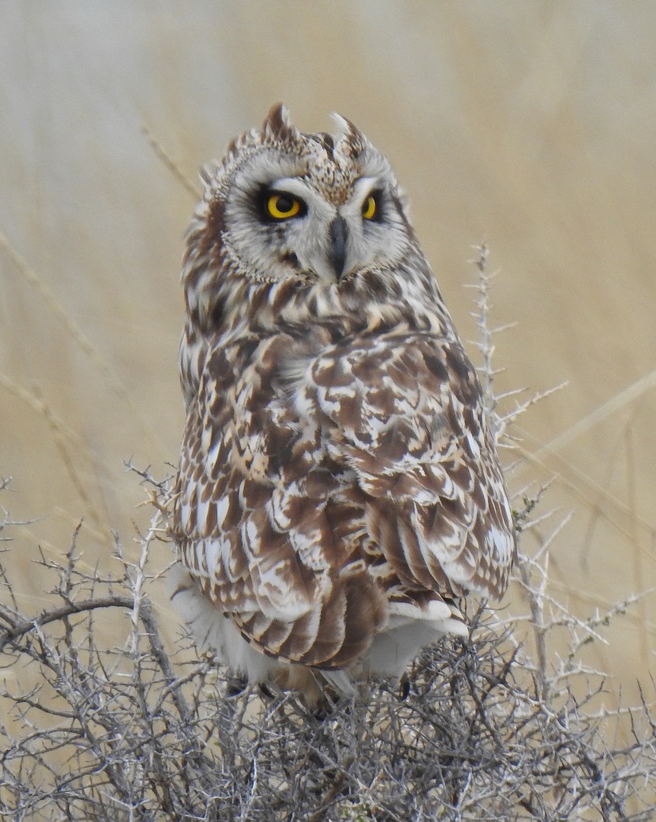 Short-eared Owl - ML618589890