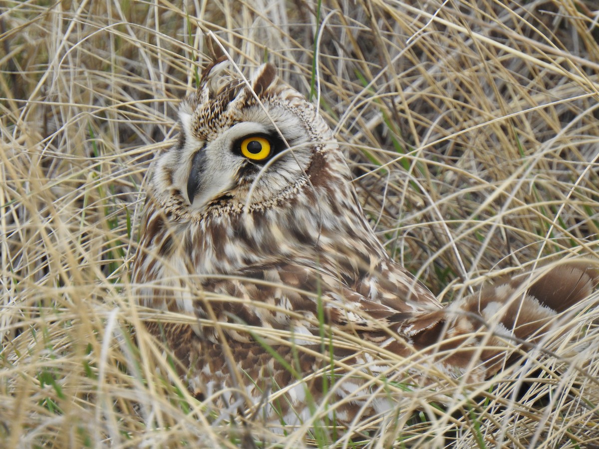 Short-eared Owl - ML618589893