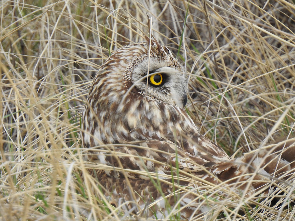Short-eared Owl - ML618589895