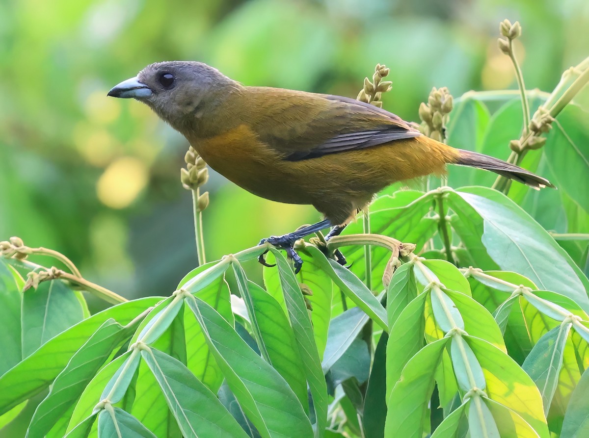 Scarlet-rumped Tanager - ML618589916