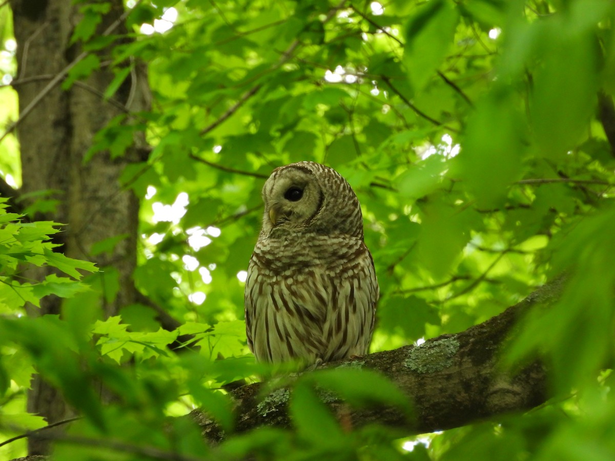 Barred Owl - ML618589938