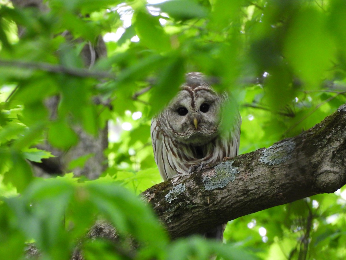 Barred Owl - Luke Donahue