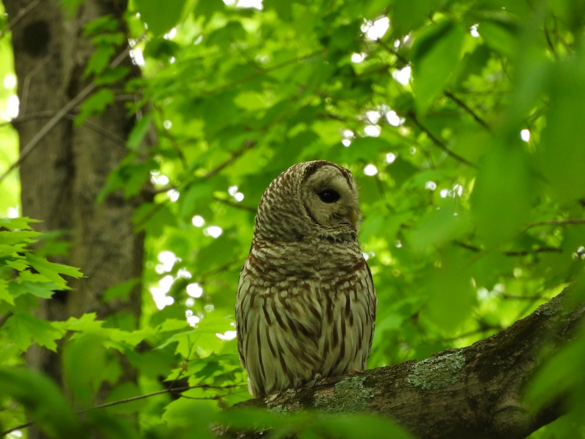 Barred Owl - Luke Donahue