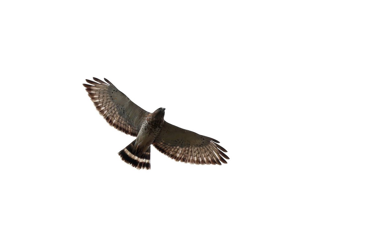 Broad-winged Hawk - Carmella Melanson