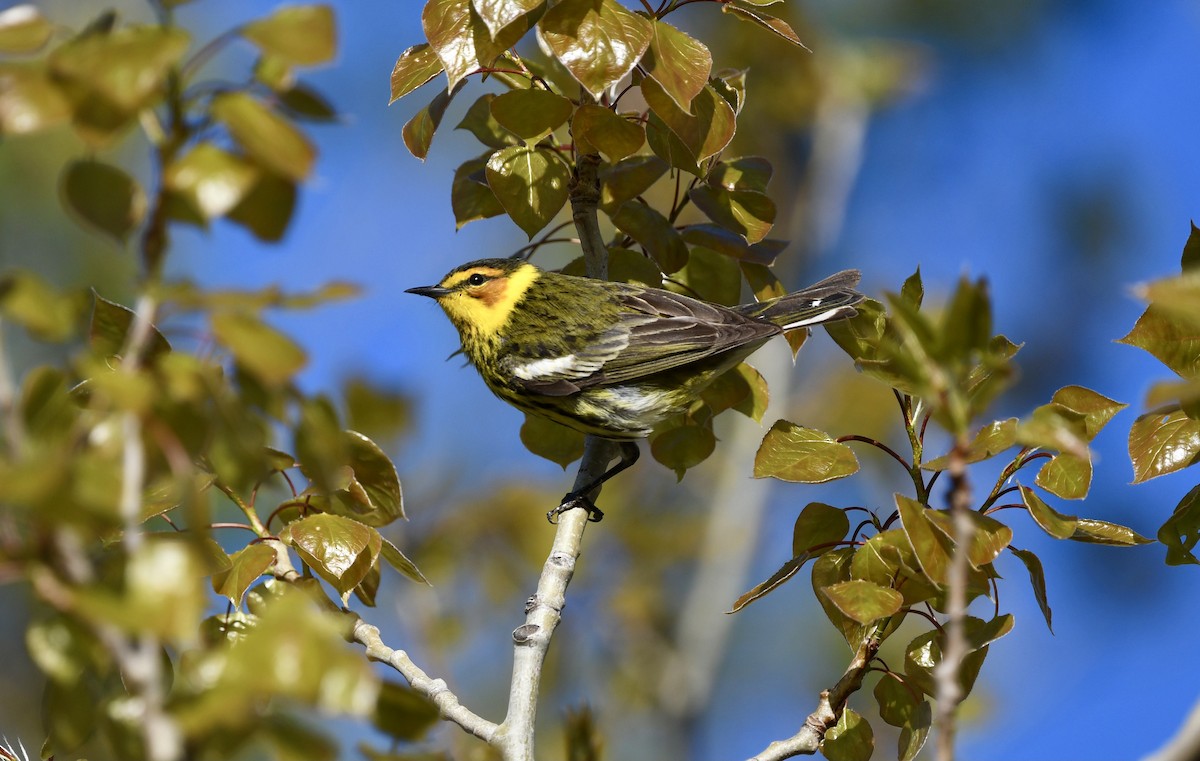 Cape May Warbler - ML618589964