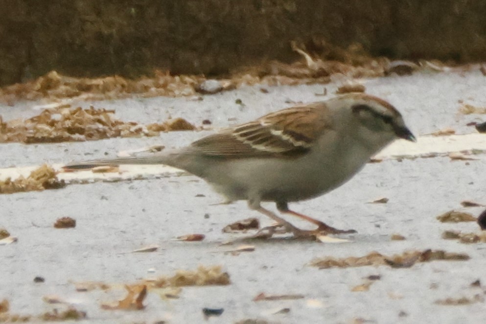 Chipping Sparrow - ML618589987