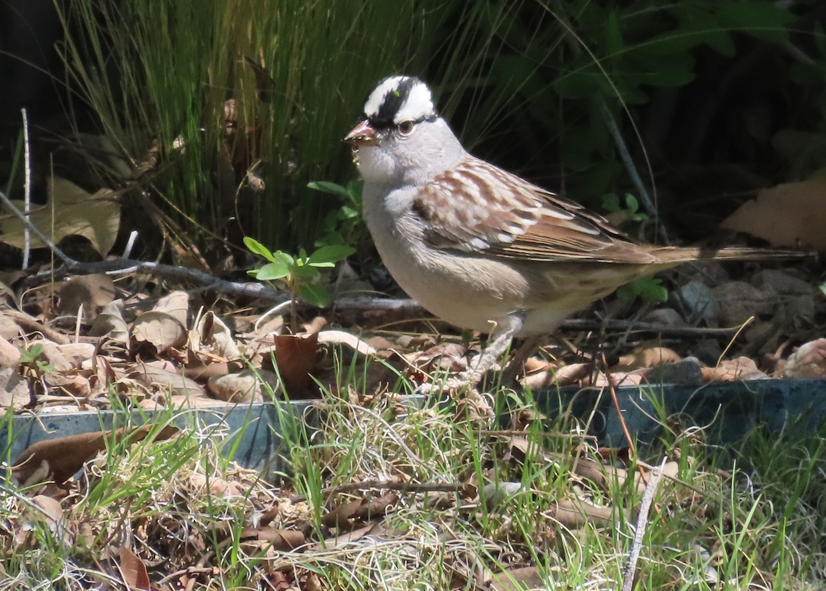 White-crowned Sparrow (Dark-lored) - ML618589990
